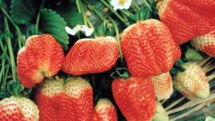 以色列草莓栽培技术